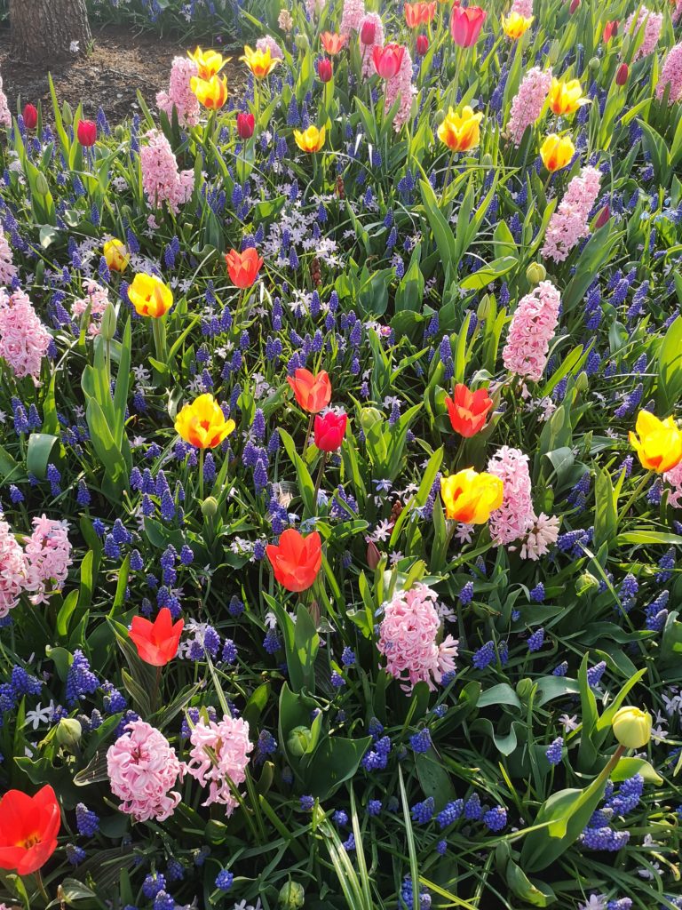 Busreise Holland bunte farbenfrohe Frühjahrsblüher Tulpen Hyazinthen