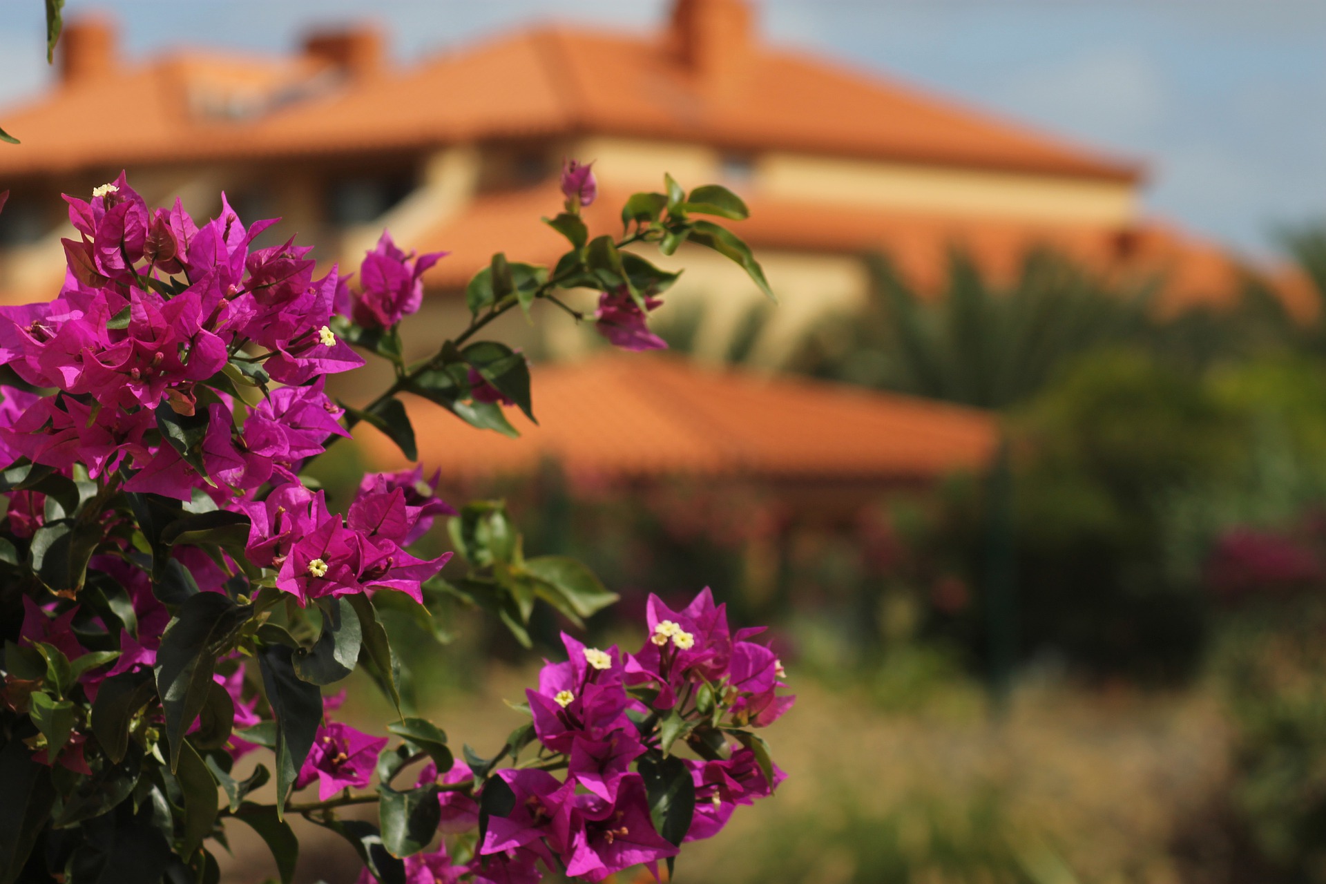 Blühende Pflanze rot violett im Hinterrund sandfarbenes Haus