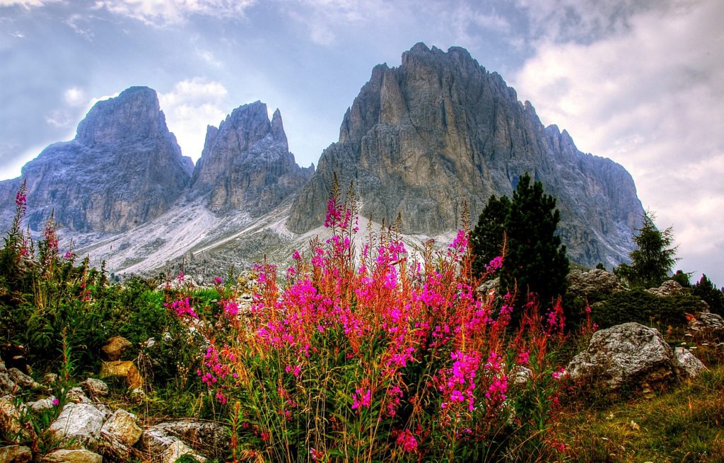 Busreise Dolomiten spitze Berge Felsen Blumen im Vordergrund