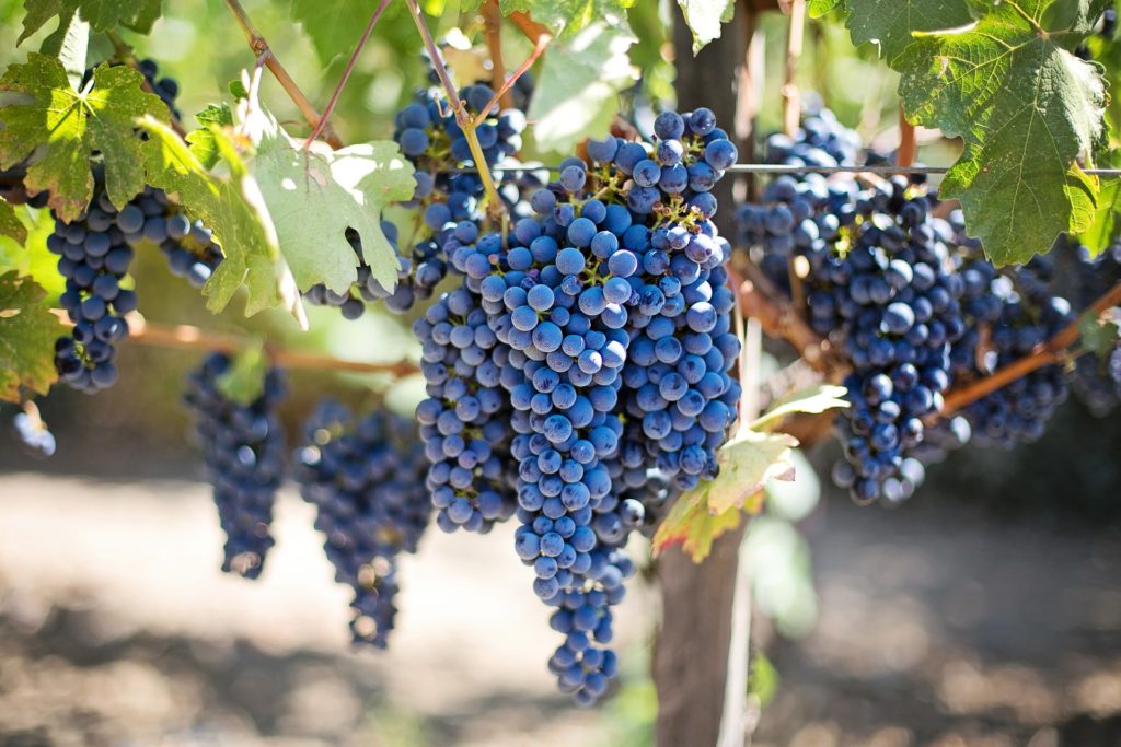 Weinberg Blaue Weintrauben